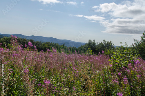 Bieszczady po  onina Wetli  ska 