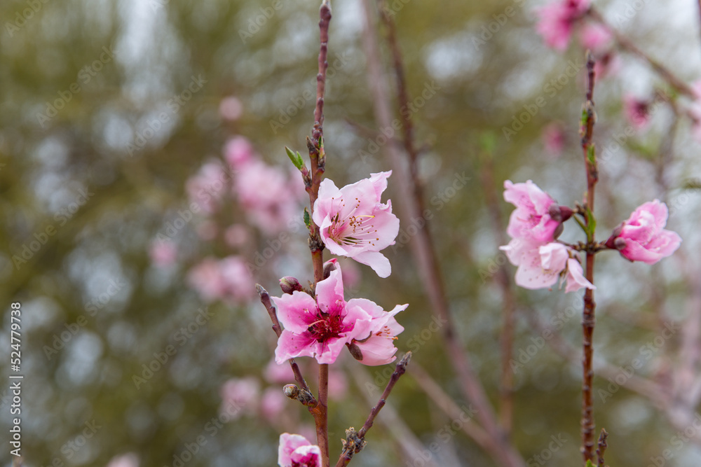 Fototapeta premium Stone fruit flower blossoms in Spring