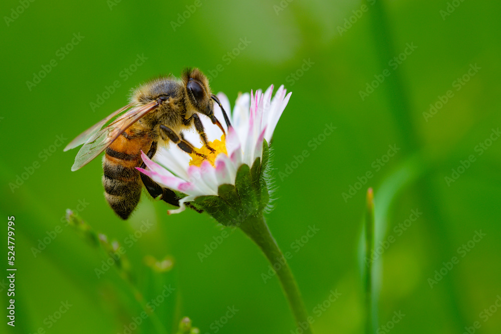Macro of bee on a daisy Macro of bee on a daisy