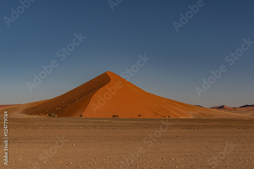 huge sand dunes in the Namib Desert with trees in the foreground of Namibia