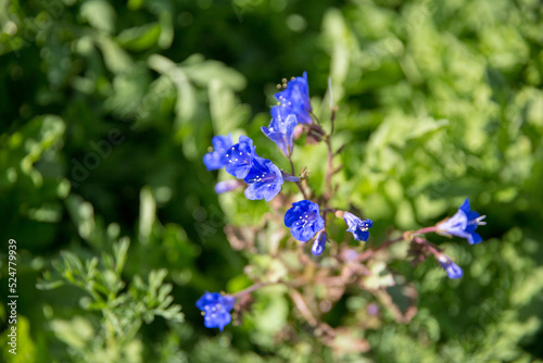 Blue flowers with greenery