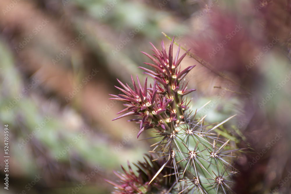 Spikey cactus close up Spikey cactus close up