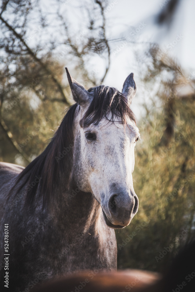 Obraz premium Gray horse with white face