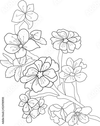 Fototapeta Naklejka Na Ścianę i Meble -  Cherry blossom flowers and branch vector illustration. hand Drawing vector illustation for the coloring book or page Black and white engraved ink art, for kids or adults.
