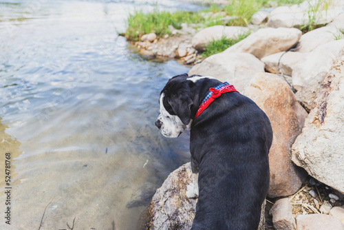 Bulldog standing on a river shore on a summer day