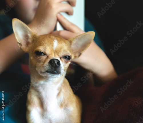 Cute chihuahua sitting in childs lap