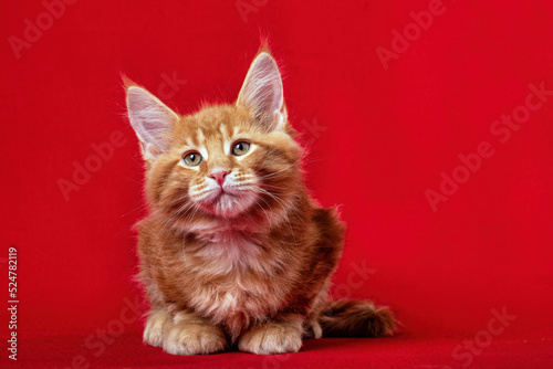 A beautiful red Maine Coon kitten lies on a red background in the studio...