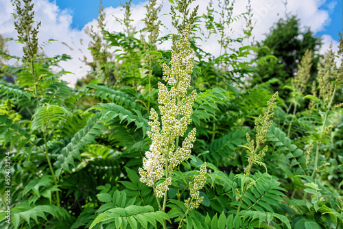 Blooming white flowers in the garden in summer.