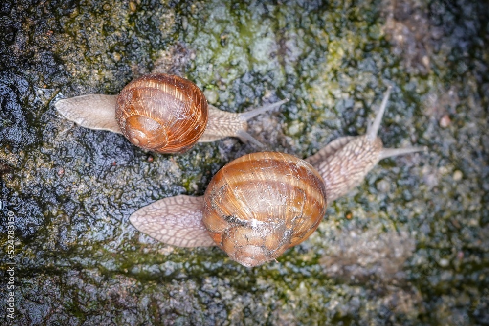 snails in the garden snails in the garden