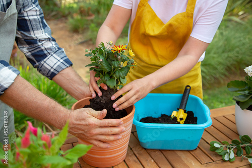 Cropped image of woman and man growing plants. Female and male gardeners in aprons and gloves holding flower in pot. Gardening, hobby concept