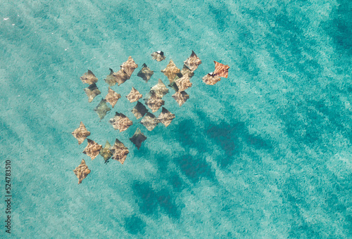 Aerial view of a rays in blue pristine water photo