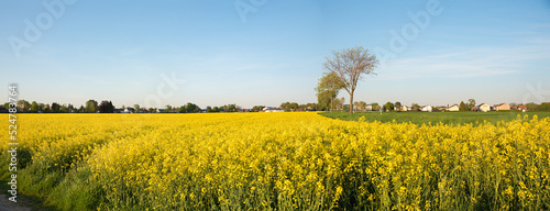 blooming canola field at the outskirts of a village, blue sky