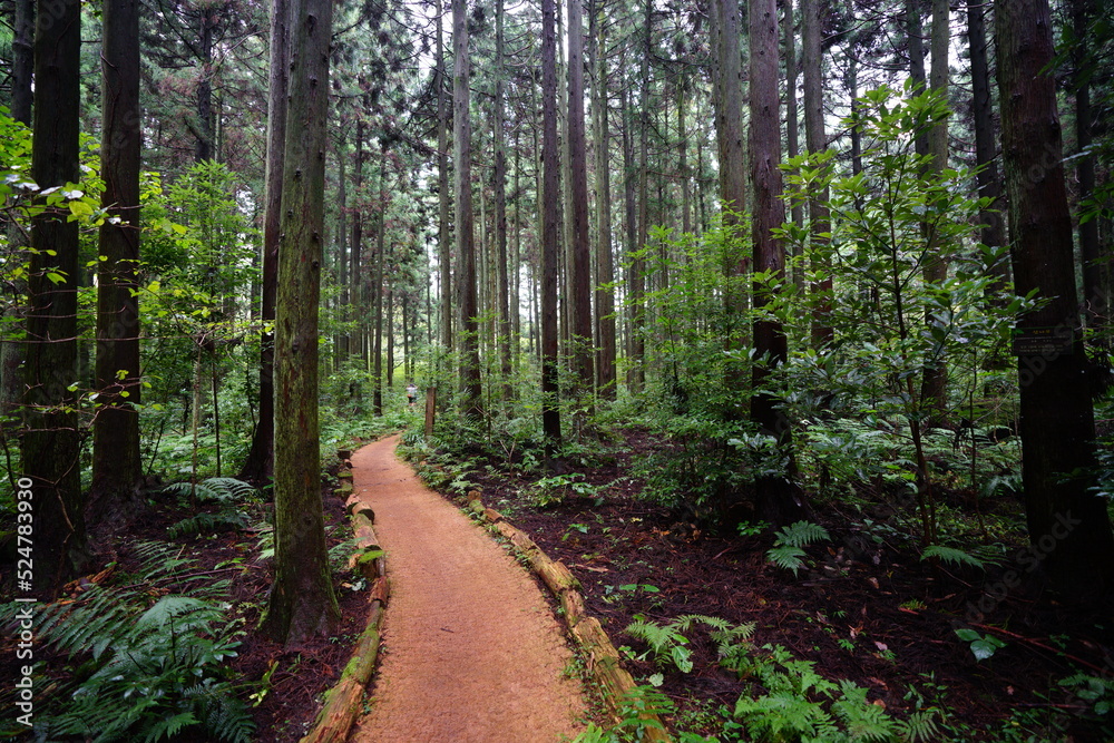 fine cedar forest and people fine cedar forest and people