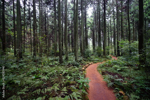 Fototapeta Naklejka Na Ścianę i Meble -  path to deep forest