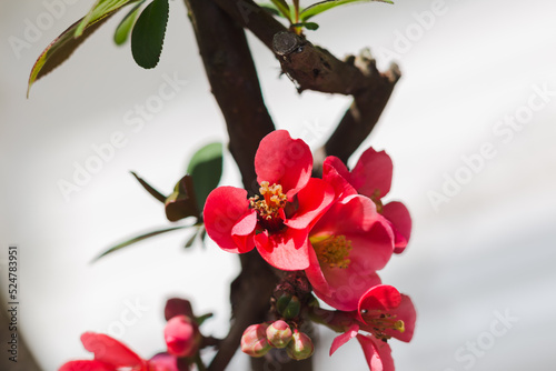 Dark pink flowers of cherry blossoms on branch