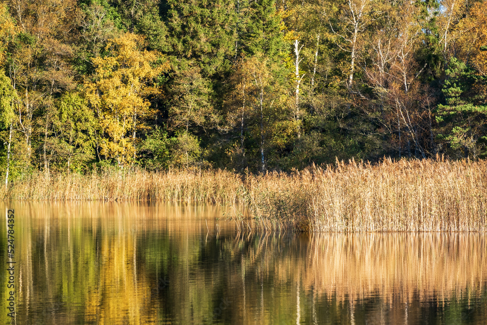 Reed bed by a forest lake with autumn colors