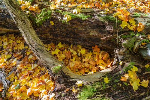 Autumn leaves by a fallen tree