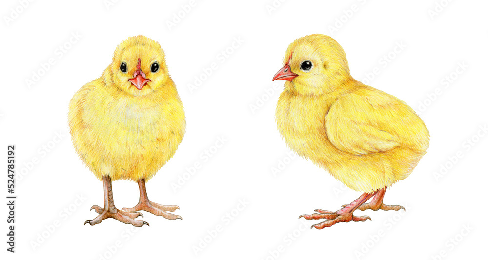 Chick hand drawn illustration set. Small yellow newborn baby chicken. Tiny fluffy chick front and side view set. White background