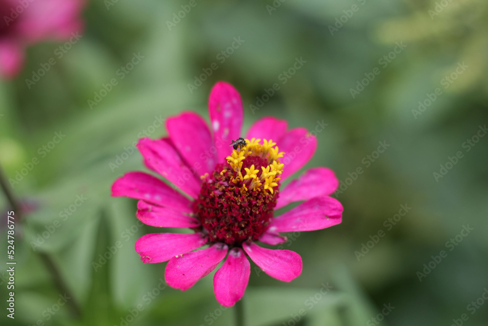 macro photographed purple zinnia flower