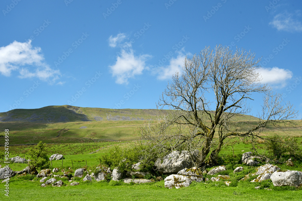 Obraz premium Scenery in Ribblesdale near Winterscale Beck in Yorkshire Dales