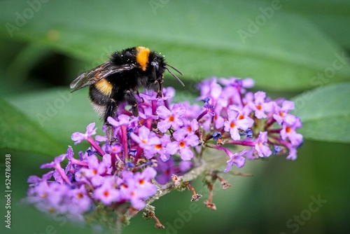 bumble-bee on flower © Milan