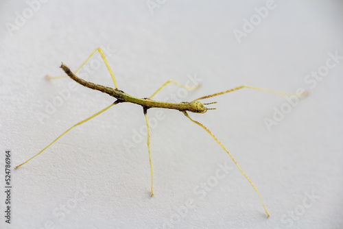 Young juvenile green walking stick, stick bug, phobaeticus serratipes standing, isolated on white. Animal, nature