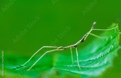 Young juvenile green walking stick, stick bug, phobaeticus serratipes standing on green leaf. Animal, nature