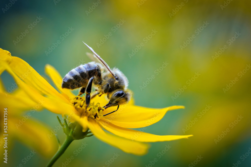 bee on yellow flower