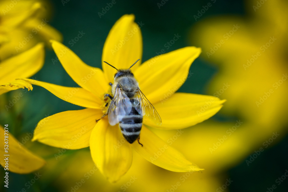 bee on yellow flower bee on yellow flower