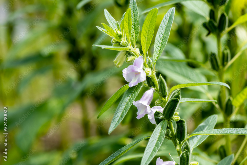 Obraz premium 家庭菜園の胡麻の花