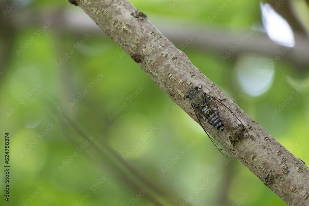 ツクツクボウシ蝉の昼間の大合唱