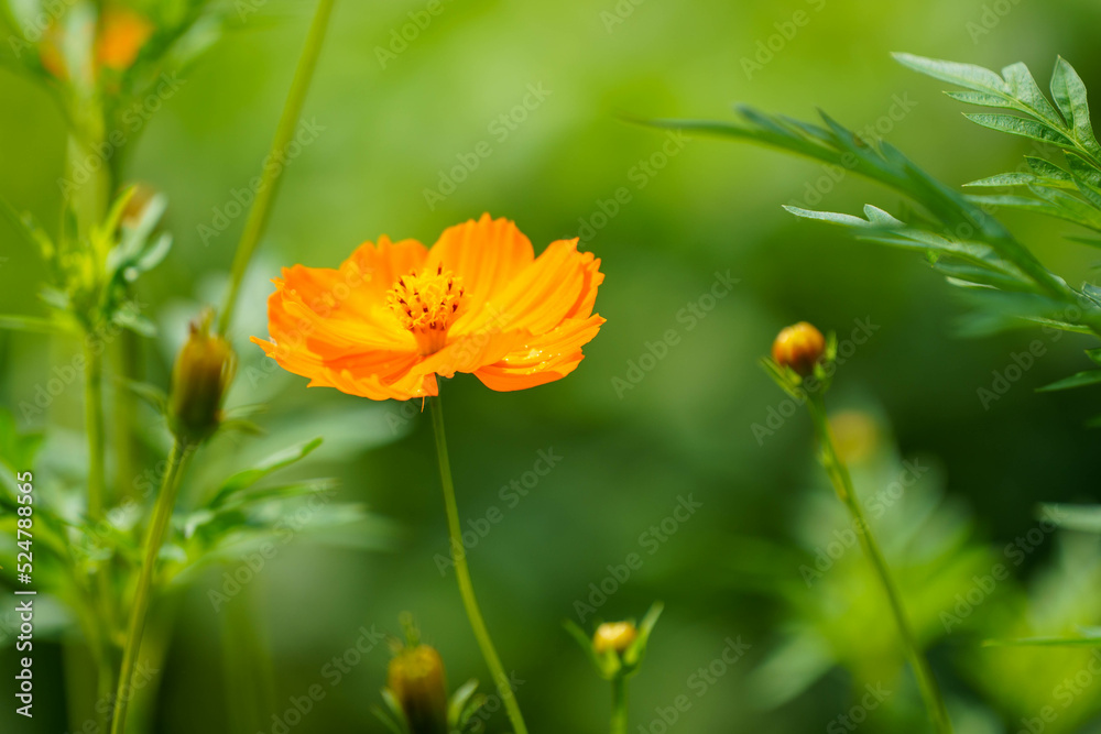 Obraz premium 雨上がりに水玉が輝くキバナコスモス