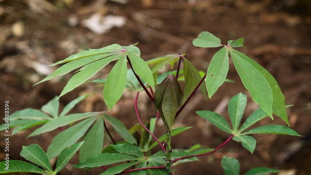 Cassava leaves on the tree. Indonesian call it singkong or ketela. Indonesian use it as vegetable
Cassava leaves on the tree. Indonesian call it singkong or ketela. Indonesian use it as vegetable