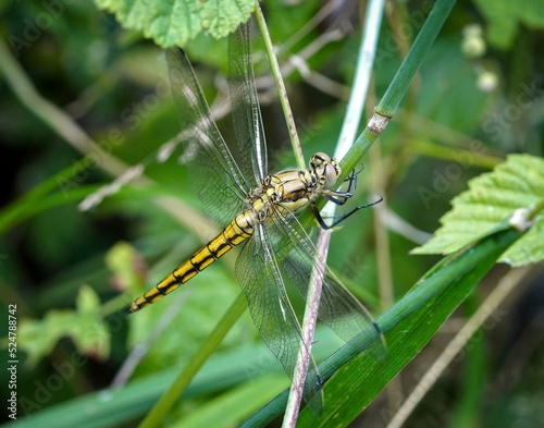 dragonfly resting on a leaf