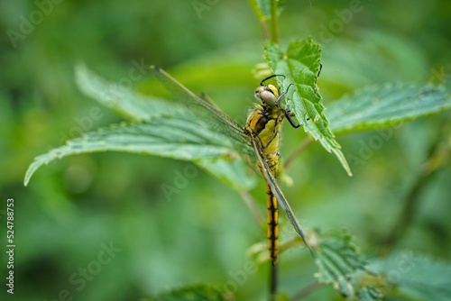 dragonfly resting on a leaf