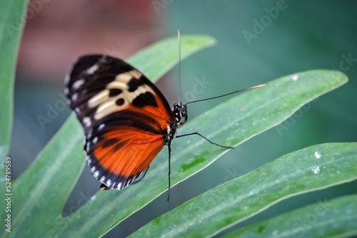 butterfly on leaf © Milan