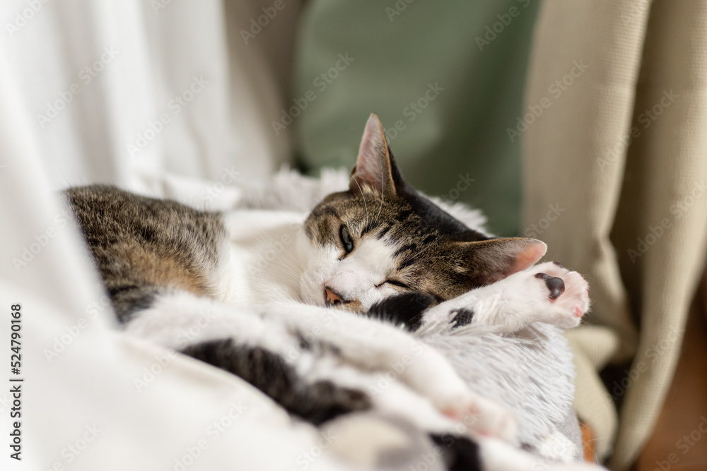 眠る猫　キジトラ白