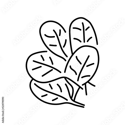 Spinach leaf color line icon. Natural vegetable.