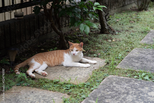 くつろぐ猫 茶トラ白