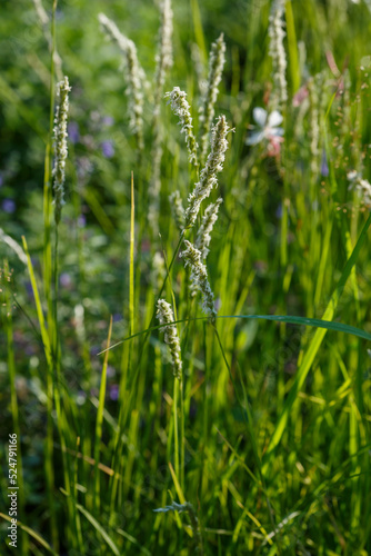 Sesleria autumnalis, commonly known as autumn moor grass, is a species of grass within the family Poaceae photo