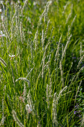 Sesleria autumnalis, commonly known as autumn moor grass. Ornamental grasses and cereals in the herb garden. Blooming meadow plants and grasses. photo