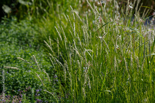 Sesleria autumnalis, commonly known as autumn moor grass. Ornamental grasses and cereals in the herb garden. Blooming meadow plants and grasses.