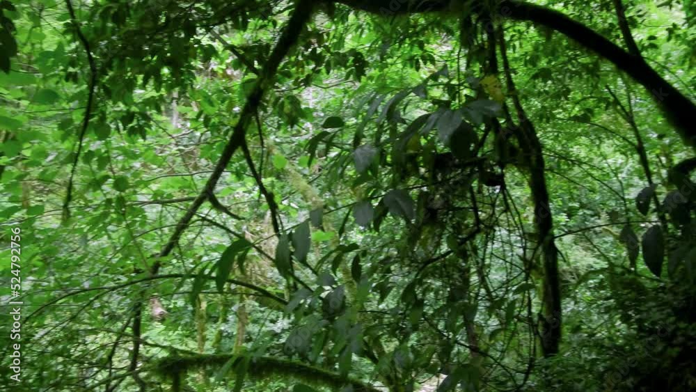 Virtual walk through the forest. First-person shooting on a gimbal. Cloudy day, early summer walk. Natural background with rainforest. 4K resolution Virtual walk through the forest. First-person shooting on a gimbal. Cloudy day, early summer walk. Natural background with rainforest. 4K resolution