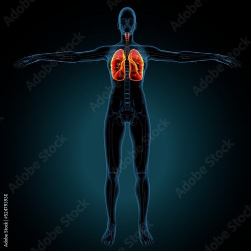 3d illustartionm of human respiratory system lungs anatomy
 photo