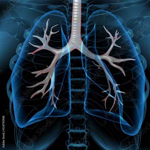 3d illustartionm of human respiratory system lungs anatomy
 photo