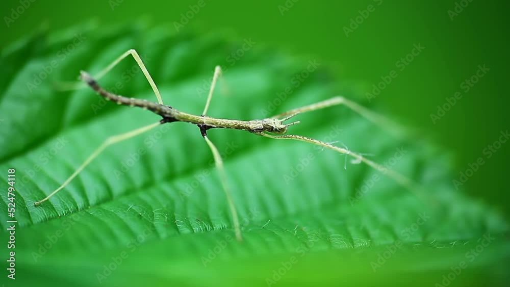 Young juvenile green walking stick, stick bug, phobaeticus serratipes standing on green leaf. Animal, nature Young juvenile green walking stick, stick bug, phobaeticus serratipes standing on green leaf. Animal, nature