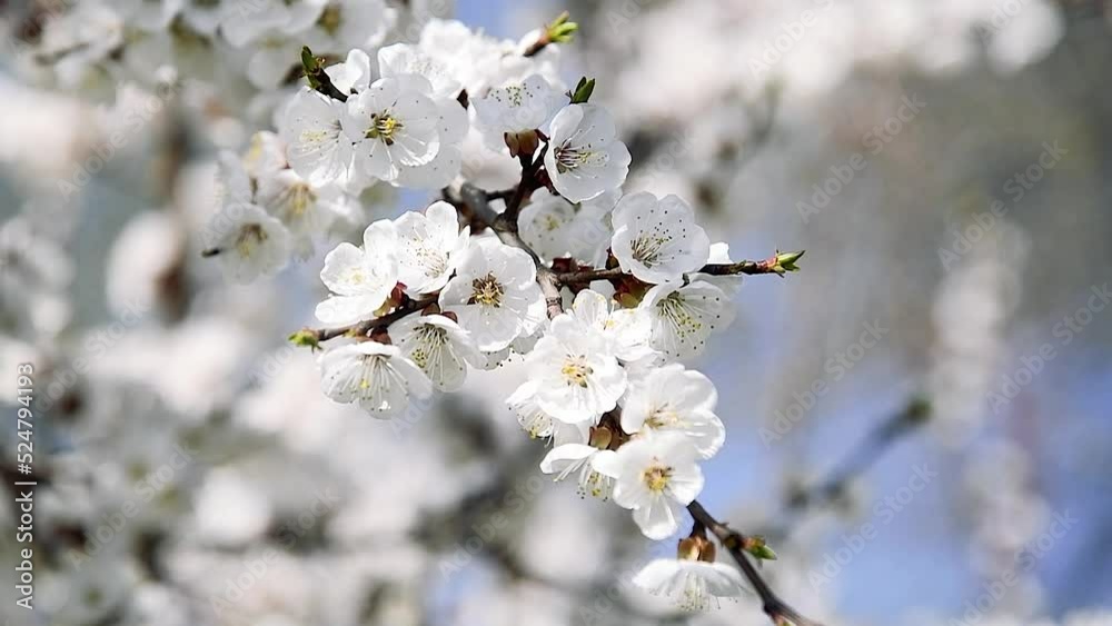 Flowering apricot on a clear spring day Flowering apricot on a clear spring day