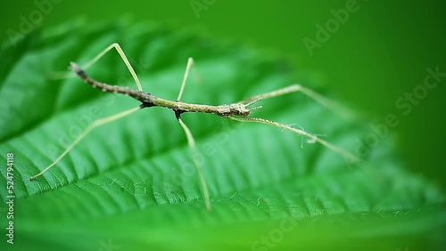 Young juvenile green walking stick, stick bug, phobaeticus serratipes standing on green leaf. Animal, nature photo