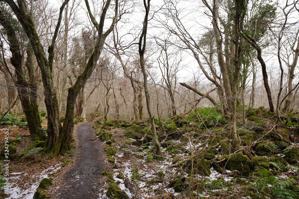 mossy rocks and old trees in winter forest mossy rocks and old trees in winter forest