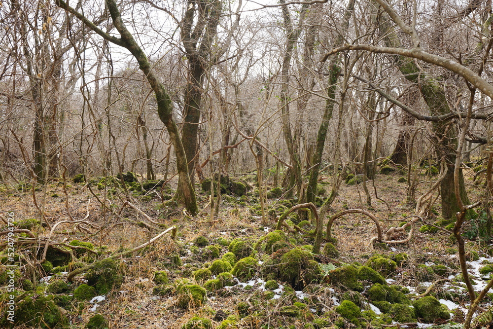 vines and bare trees in winter forest vines and bare trees in winter forest
